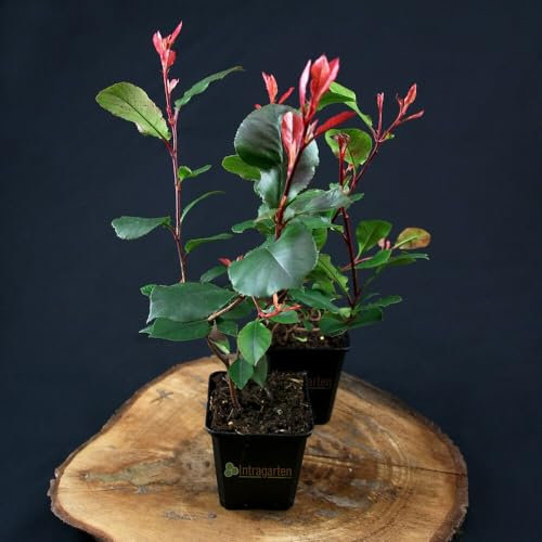 30 Stück Photinia 'Little Red Robin' von Intragarten Glanzmispel im Topf