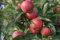 Gala, Herbstapfel, Buschbaum (kleinbleibend), 120-140cm, im Topf