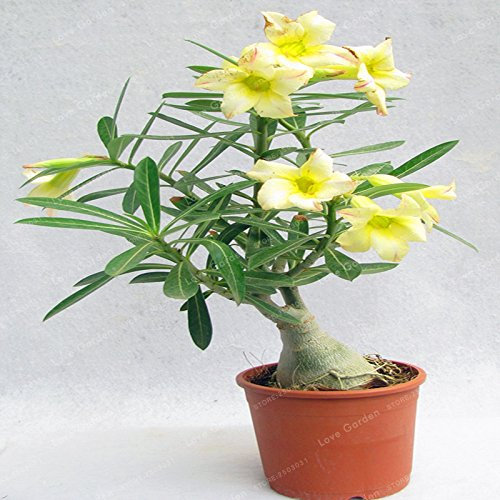 Semi di fiori di rosa del deserto di Adenium Obesum freschi di coppa per piantare giallo chiaro
