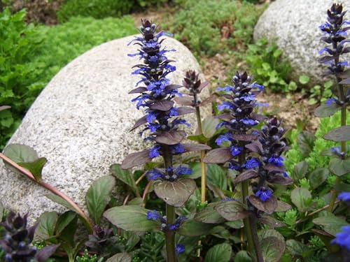 Genfer Günsel - Ajuga genevensis - Blue Bugleweed 500+ Samen - Seeds E 243