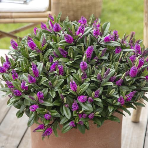 Bedwen Hebe 'Kiwi Horopito' 5cm Plant x2 – Compact Evergreen Shrub with Dark Green Glossy Foliage & Dark Pink‑Red Flowers for Pots, Borders & Year‑Round Interest