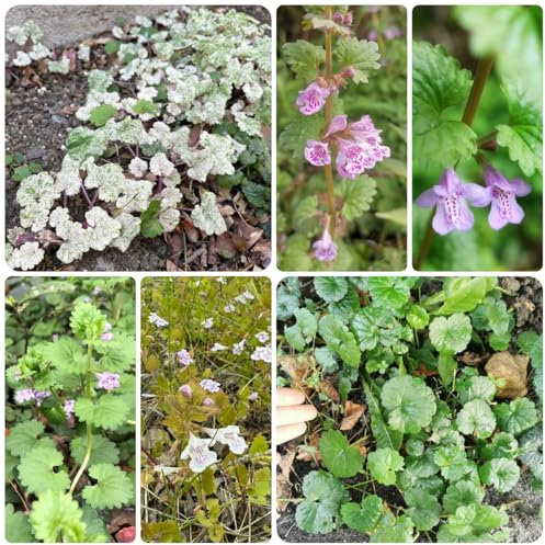 gundermann samen bodendecker winterhart mehrjährig, bio saatgut gundelrebe, glechoma hederacea, kräuter samen mehrjährig, blumen balkon kräutersamen, winterharte pflanzen für garten 125pcs