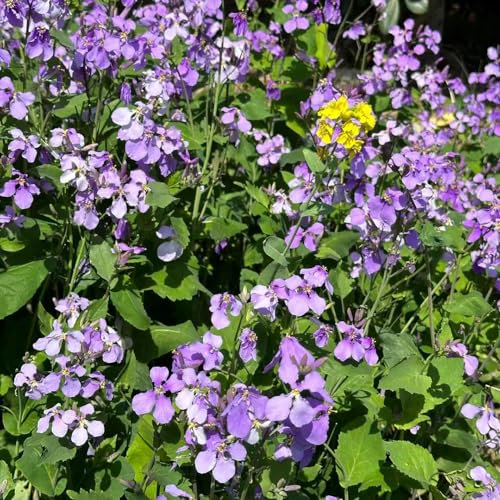 50 pcs wildblumensamen samen winterfeste pflanzen für garten, Orychophragmus violaceus, balkonpflanzen winterhart mehrjährig, zimmerbonsai bonsai, zimmerpflanzen samen, blumen geschenk,
