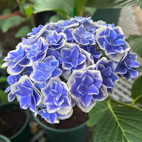 200 piezas semillas de hortensia hortensia bola de nieve resistente, semillas de bonsái semillas de flores silvestres perenne resistente semillas de lecho elevado Plantas resistentes
