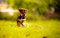 Animal Crossing Puzzle 1000 Pieces Chiot decoration painting38x52CM