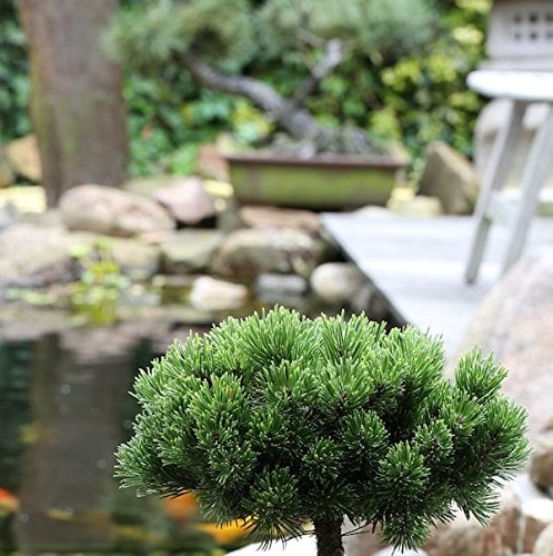 Hochstamm Zwerg Kiefer Picobello 40-60cm - Pinus mugo