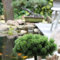 Hochstamm Zwerg Kiefer Picobello 40-60cm - Pinus mugo