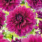 3 Dahlias 'Thomas A. Edison' Bulbes à Fleurs d'Été en Paquet Très Grand - Plantes Prêtes pour les Jardins, Parterres, Pots, Conteneurs