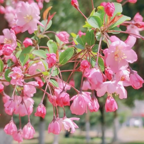 65 pcs begonien winterhart samen garten geschenke für männer steingartenpflanzen winterhart ausgefallene geschenke zimmerbonsai bonsai blumen deko bienenweide winterharte kübelpflanzen