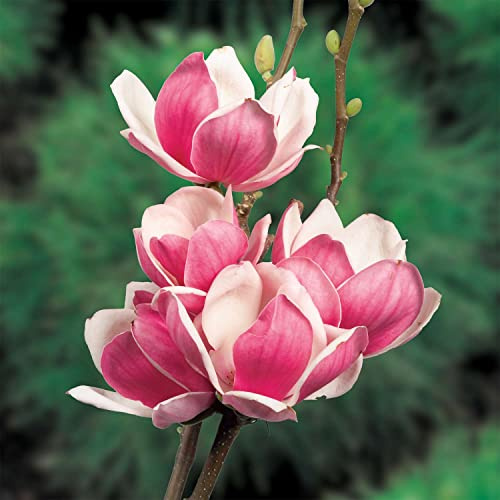 Magnolie 'Satisfaction®'