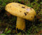 Yellow milk cap mushroom (yellow milk cap mushroom) semi myelio spawn dry