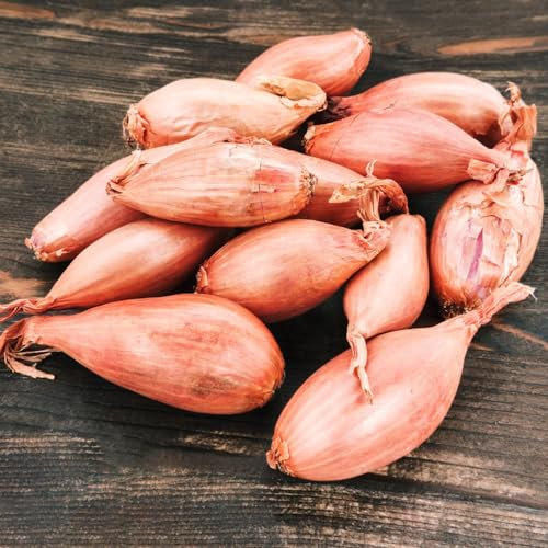 8 pcs allium zwiebeln pflanzen garten balkonpflanzen winterhart gemüse pflanzen steckzwiebeln winterharte pflanzen für balkon winterharte kübelpflanzen winterlinge zwiebeln winterhart