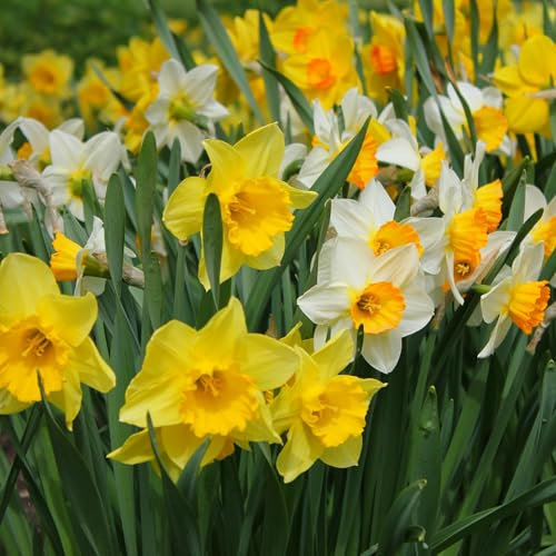 mgc24 Narzissen Mischung großblütig - 100 Blumenzwiebeln (ca. 10-12mm)
