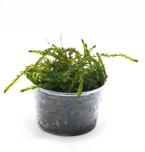 200 pcs aquarium pflanzen wasserpest samen - grüne deko geschenke für hobbygärtner,Egeria Densa,Wasserpflanzen aquarium pflanzen, plant büropflanzen pflanzensamen kunst pflanzen fürs