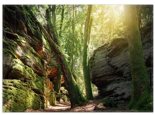 Wallario Rutschfester, Teppich mit Motiv - Fußmatte Moosbewachsener Waldpfad im Sonnenlicht, Größe 50 x 70 cm - flachgewebt