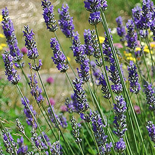6 x Provence Lavendel 'Grosso' - Lavandula Intermedia 'Grosso' Topf 9x9cm: Kräftig, duftend, sonnige Standorte.