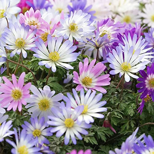 100 Stück anemone samen Anemonensamen Anemonen - Seltene Pflanze serie - mix exotische pflanzen winterhart kübelpflanzen mehrjährig bonsai blumensamen sämereien wiesensaatgut saatgut