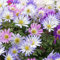 100 Stück anemone samen Anemonensamen Anemonen - Seltene Pflanze serie - mix exotische pflanzen winterhart kübelpflanzen mehrjährig bonsai blumensamen sämereien wiesensaatgut saatgut