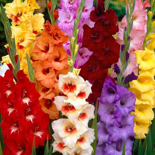Colección de Bulbos de Gladiolos Mixtos (Lirio Espada) para Flores de Verano - Ideales para Sembrar en Marzo, Abril o Mayo - Regalo Ecológico para Jardineros (Paquete de 40)
