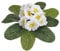 mucplants Primelbusch 20cm weiß Stecker künstliche Primeln Primeln Primula Schlüsselblumen Kunstpflanzen Kunstblumen