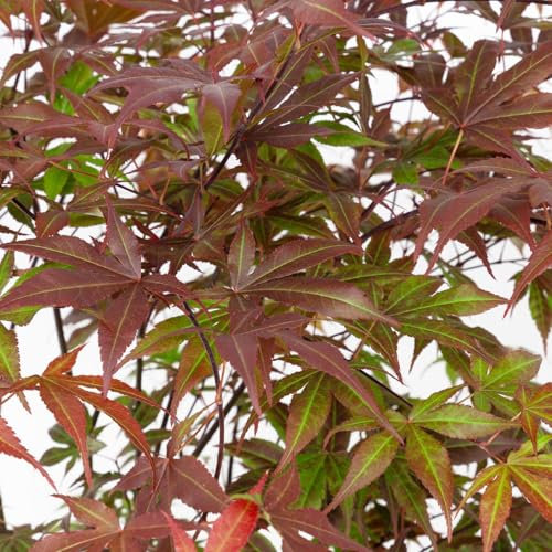 Japanischer Fächerahorn 'Atropurpureum', Höhe 80-100 cm, Topf 10 Liter