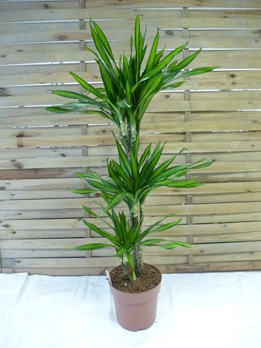 [Palmenlager] -XL Dracaena de. Lemon Lime 150 cm - Drachenbaum - 3er Tuff - Topf 24 cm Ø // Zimmerpflanze