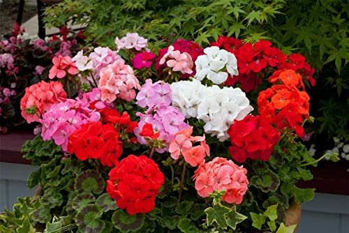 Buy4seeds Flower Geranium F2 Colorama 16 Finest Seeds Simple to Grow