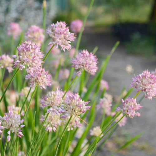 berglauchsamen - bio bodendecker garten wild mehrjährige winterhart zimmer 250pcs