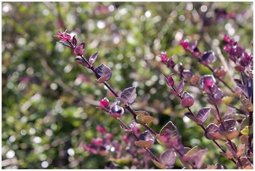 Stauden Gänge 10 x Lonicera nitida 'Red Tips' (Gehölz/Heckenpflanze/Winterhart/Mehrjährig/Immergrün/Bodendecker) Heckenmyrthe - Grün trifft Rot für außergewöhnliche Akzente
