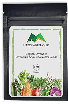 Inglés Lavanda Lavandula angustifolia 250 semillas