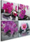 B&D XXL - Wandbilder Blumen Orchidee 80x80 cm 4 Teilig je 40x40 Vlies Leinwandbild Kunstdruck modern Wanbilder XXL Wanddekoration Design Wand Bild - Natur Feng Shui Zen p-B-10002-b-a