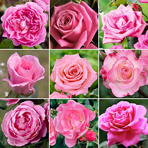 Somptueux Rosier Rose en pot | Rosiers de jardin haut de gamme avec fleurs colorées en été