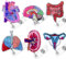 6 x anatomische Organe, Krankenschwester-Abzeichen-Spulen, Glitzer, einziehbare Clips, Halter für Krankenschwestern, Gesundheitswesen, Krankenpflege, Schule, Studenten, Anatomie, Chirurgie, Herz,