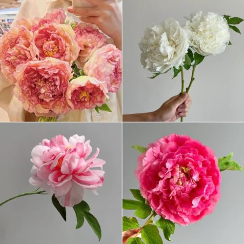 3 pcs pfingstrosen zwiebeln pfingstrosen pflanzen winterhart winterlinge zwiebeln winterhart mehrjährig winterharte pflanzen pflanzen garten frühblüher zwiebeln blumenzwiebeln mehrjährig