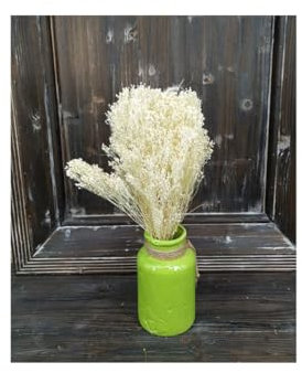 Pandecor Broom Blooms Natural Dried Flowers White x 100g
