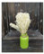 Pandecor Broom Blooms Natural Dried Flowers White x 100g