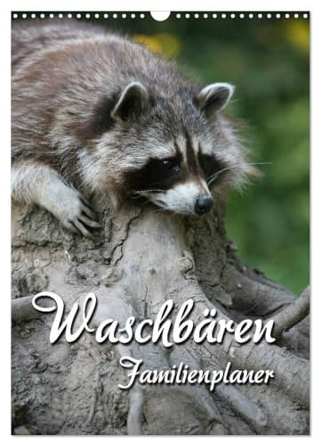 Waschbären Familienplaner (Wandkalender 2026 DIN A3 hoch), CALVENDO Monatskalender: Putzige Räuber (CALVENDO Tiere)