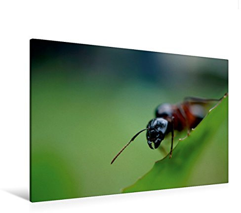 Premium Textil-Leinwand 120 x 80 cm Quer-Format Ameisen - Ordnung im Durcheinander | Wandbild, HD-Bild auf Keilrahmen, Fertigbild auf hochwertigem Vlies, Leinwanddruck von Peter Roder