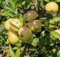 Apfelbaum Kitaika Medoк, Miniapfel Medok, Honigapfel