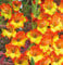 Huifang Fresh 200 Stk. Gladiolen-Blumensamen zum Anpflanzen Rot hellgelb