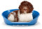 Ferplast Cuccia per Cani Cuccia in plastica per Cani taglia media 100% plastica riciclata Lettino per Cani lavabile traspirante e antiscivolo Siesta Deluxe, 82 x 59,5 x 25 cm., Tortora