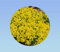 200 graines alysse saxatile corbeille d'or - Alyssum - alysse tapis -jaune - fleurs rampantes