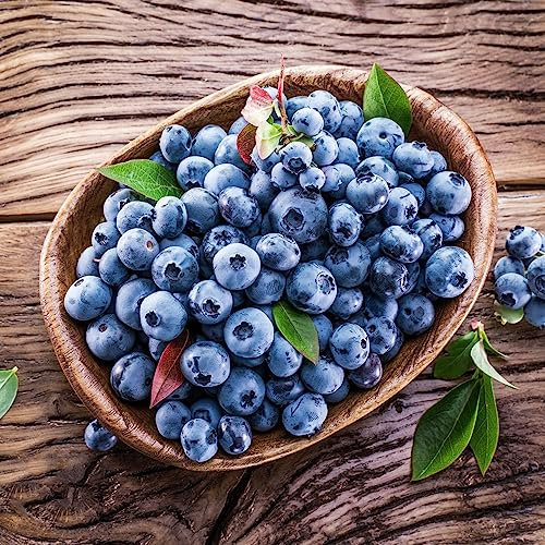 400 Stücke Blaubeeren Samen Winterhart, Heidelbeeren Samen, Heidelbeeren Samen Balkon, (Vaccinium) Wilde Blaubeeren Samen, Obstbaum, Bio Saatgut Bonsaibaum, Obst Frisch Obstbäume Kaufen,