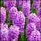 Giacinto Bulbi Bulbi Giacinto In Vaso,Giardino Per Balcone,Ornamentali Decorazione,Esterno Decorazione Floreale Piante In Vaso Resistenti-6Bulbi-d