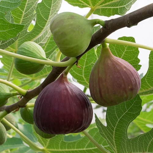 YouGarden Fig Tree 'Brown Turkey', Established Plant in 9cm Pot, Hardy Fruit Plant for Gardens, Fig Tree for Pot or Garden