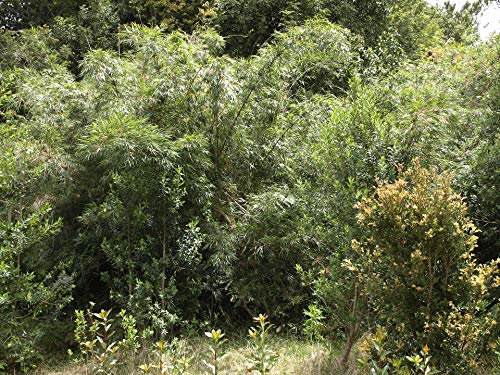 Paramo-Bambus -Chusquea subtessellata- 10 Samen