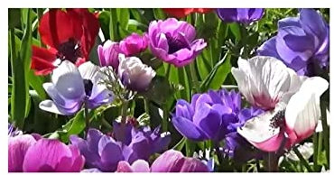 Stk - 10x Anemone coronaria De Caen Kronen Pflanzen - Samen A390 - Seeds & Plants Shop by Ipsa