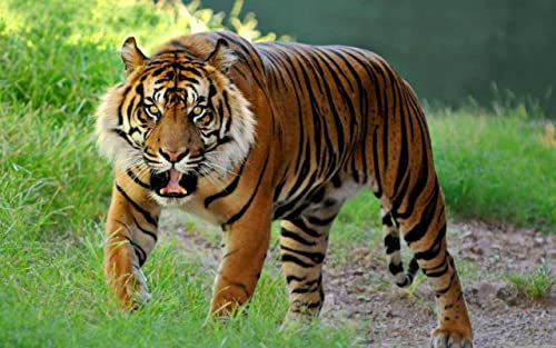 Puzzle 1500 Teile Geschenk Tiger 5 Puzzle Entspannendes Puzzle