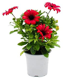 Flor de Margarita Natural Color Rojo Planta con Flores para Exterior