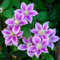 2 Pcs clematis winterhart mehrjährig zwiebeln - klematis - blumenzwiebeln frühblüher, kletterpflanzen für schatten (Clematis florida) blumenzwiebel rankpflanzen winterhart, zwiebeln